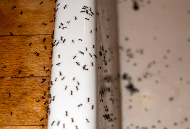 Best Termite Control Services  in Caoncito, NM