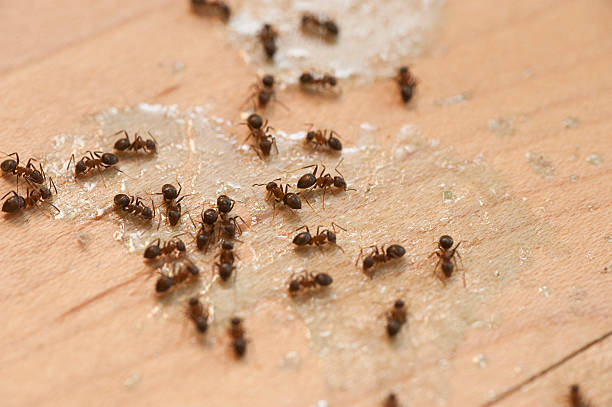 Best Pest Control Near Me  in Caoncito, NM